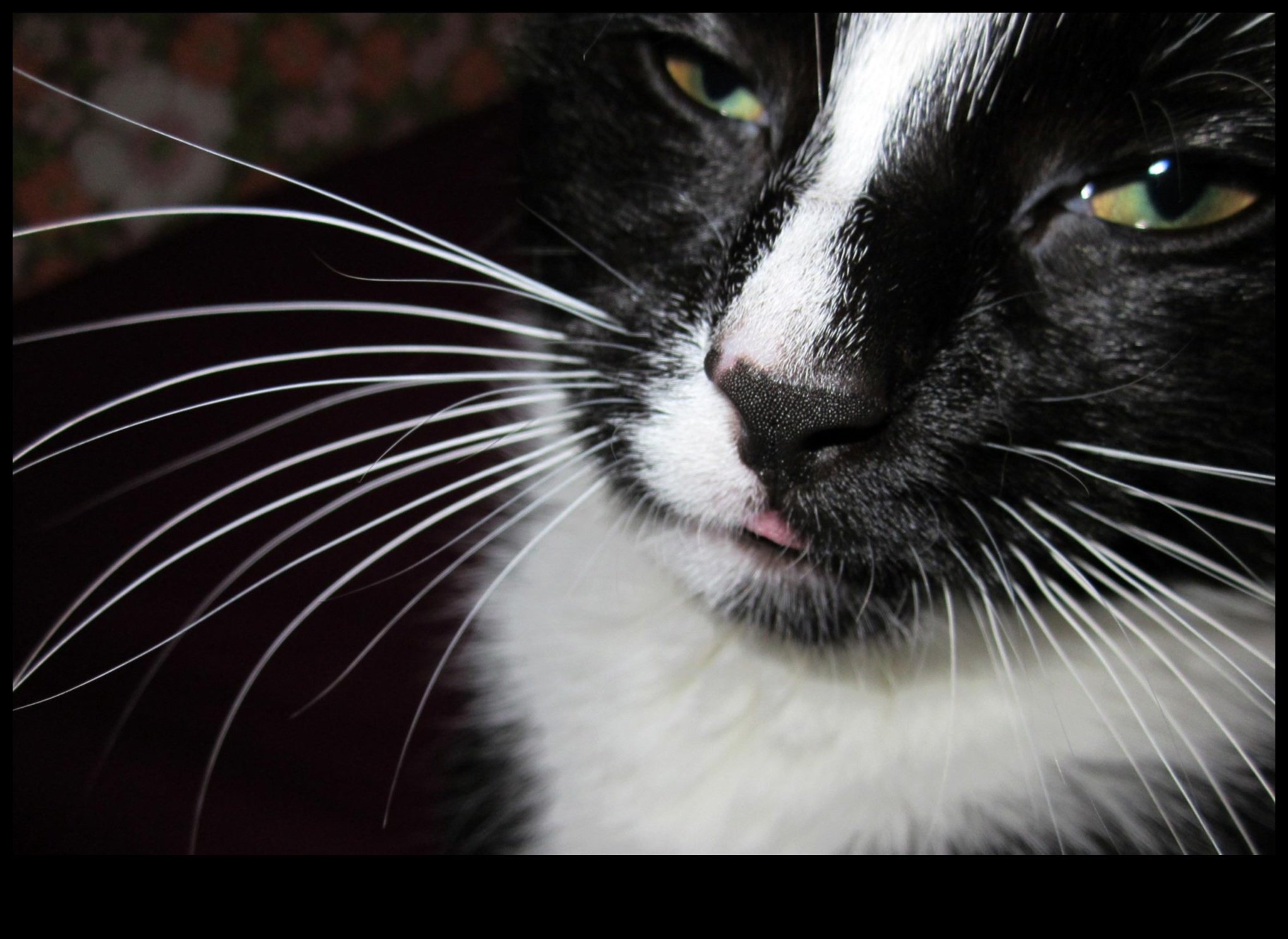 שעון שפם: התבוננות והבנה של אותות שפם חתול