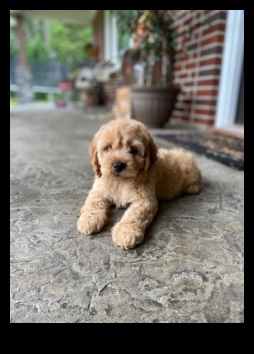 גורים מושלמים עם כפות: הבנת התנהגות כלבים