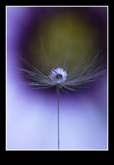 הארה מורכבת: שליטה באמנות האור עם סגנונות צילום מאקרו