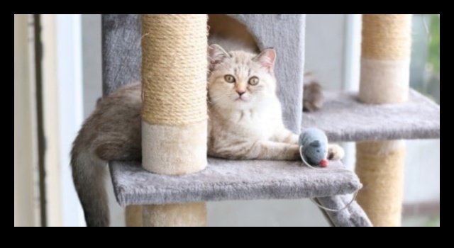 חתול סקרן: עידוד חקר והעשרה