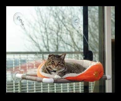 חתול סקרן: עידוד חקר והעשרה