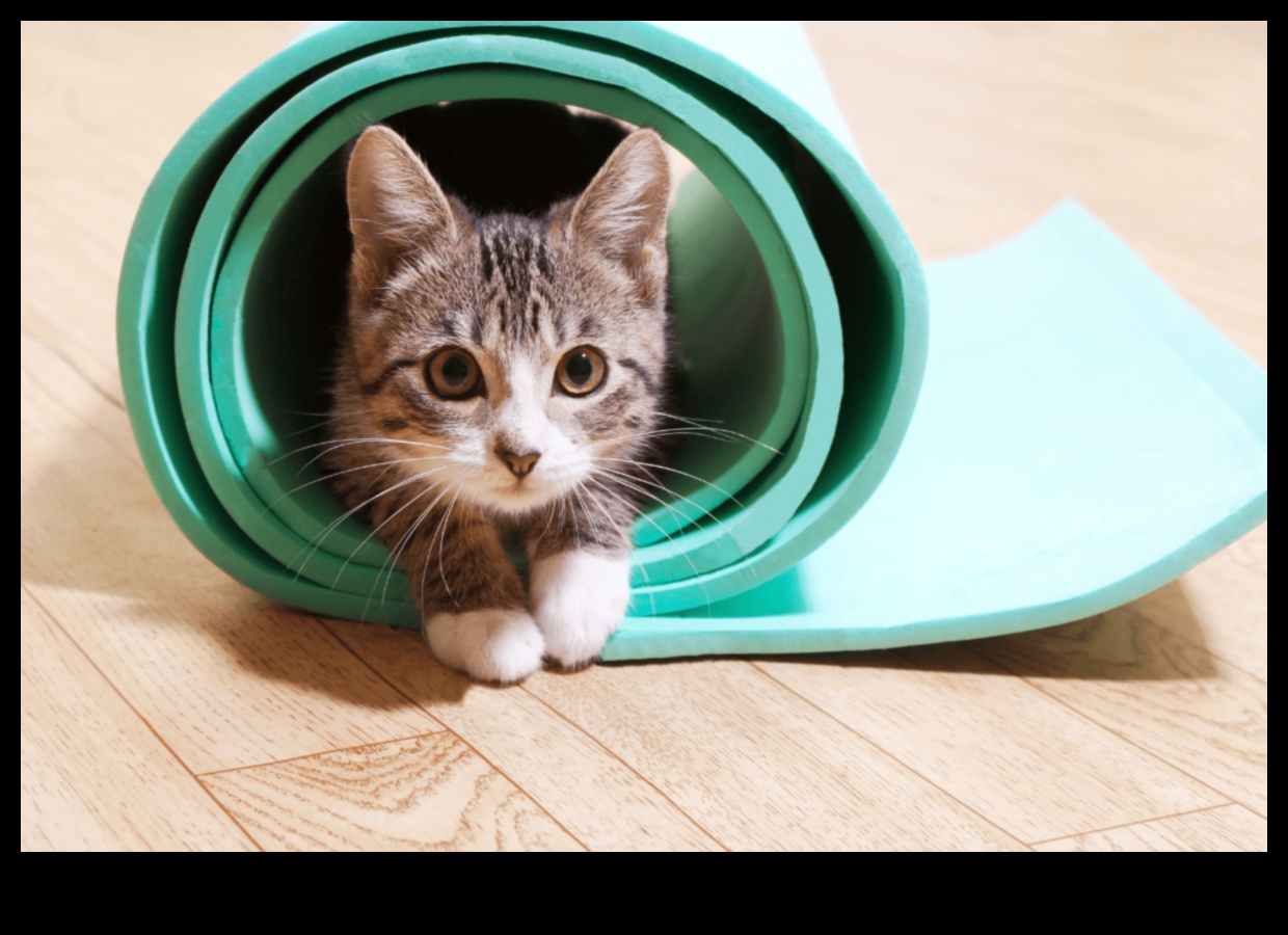 חתול סקרן: עידוד חקר והעשרה