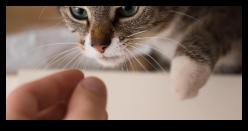 חתול סקרן: עידוד חקר והעשרה