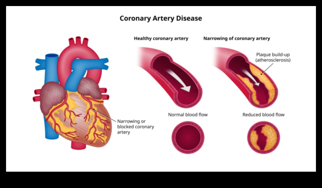 אופק לבריאות הלב: חקר מעמקי הכושר הקרדיו