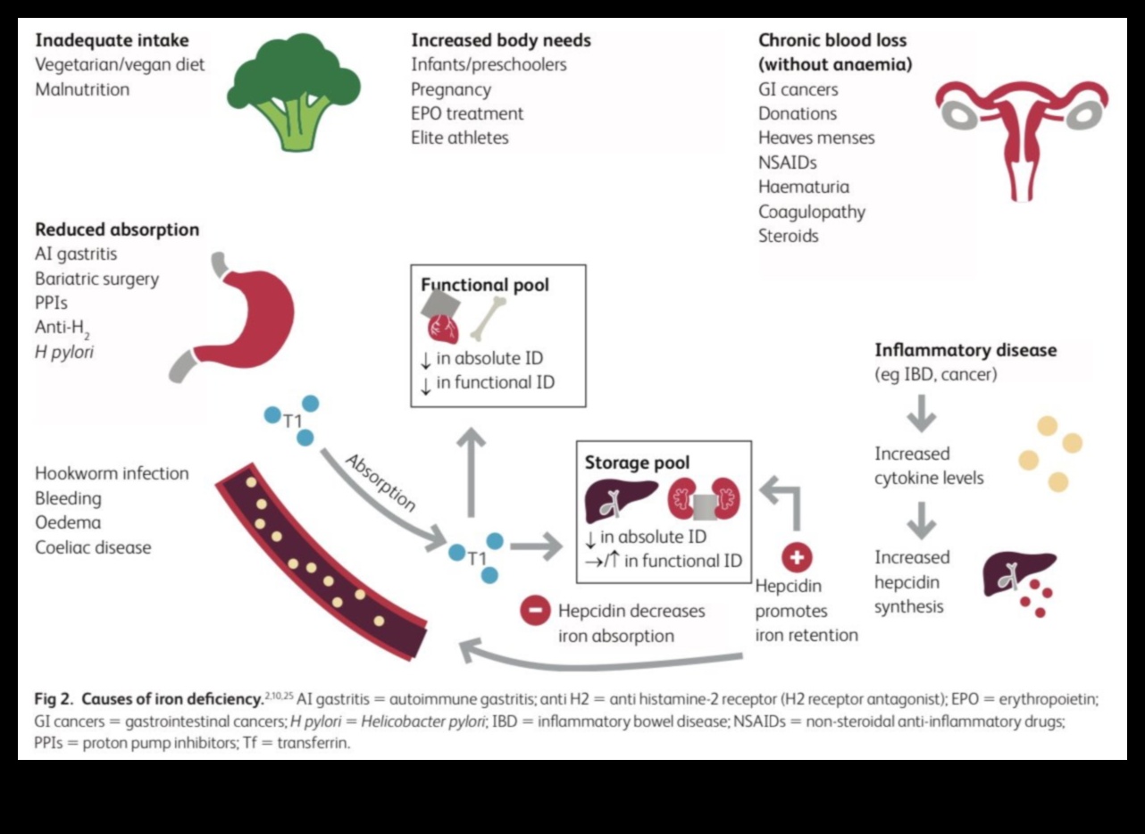 טבעונות וספיגת ברזל: שיפור הזמינות הביולוגית של חומרים מזינים