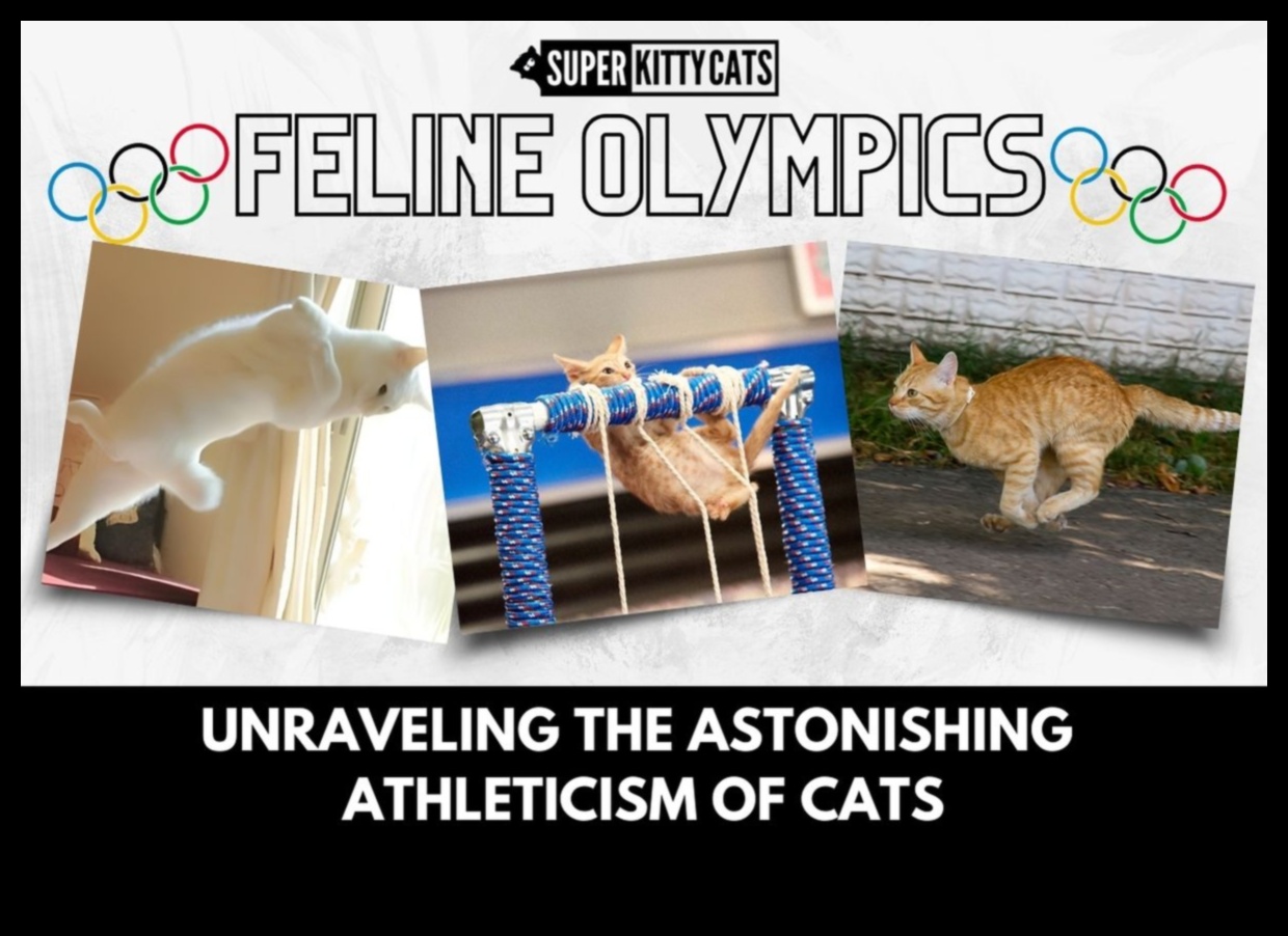 תרגילי כושר מעודדים לחתולים 3 טירוף כושר חתולים: עידוד פעילות גופנית לחתולים