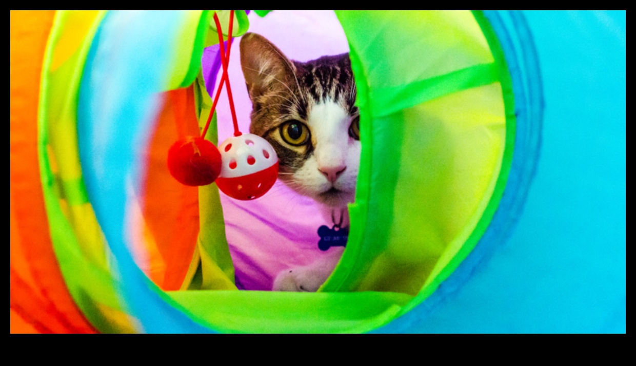 העשרת חתול עשה זאת בעצמך: פעילויות ממריצות לחתול שמח