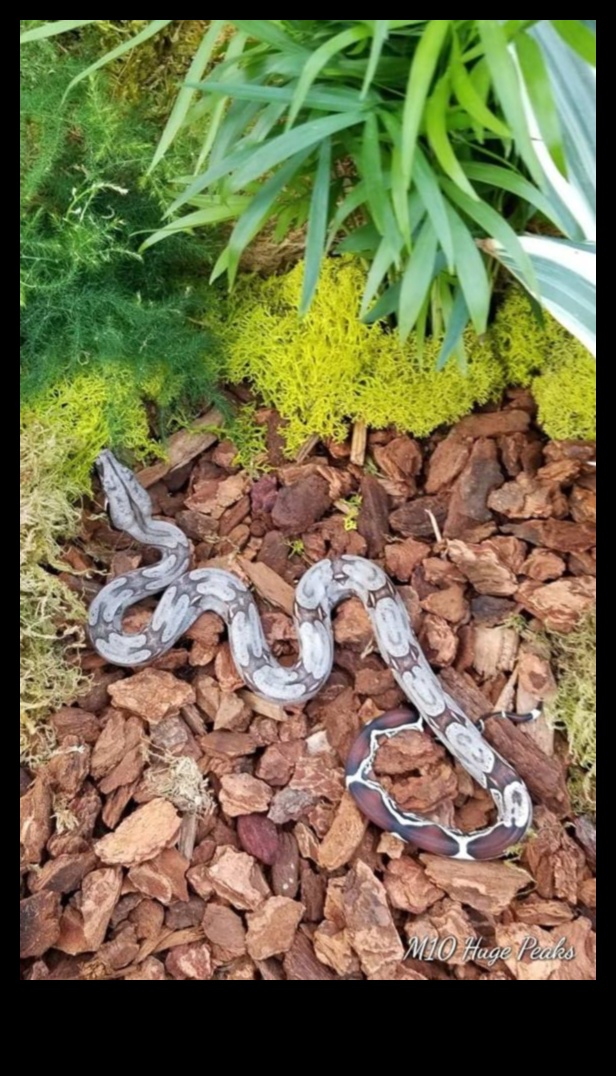 קשקשים וזנבות: בחירת המצע הנכון למתחמי זוחלים