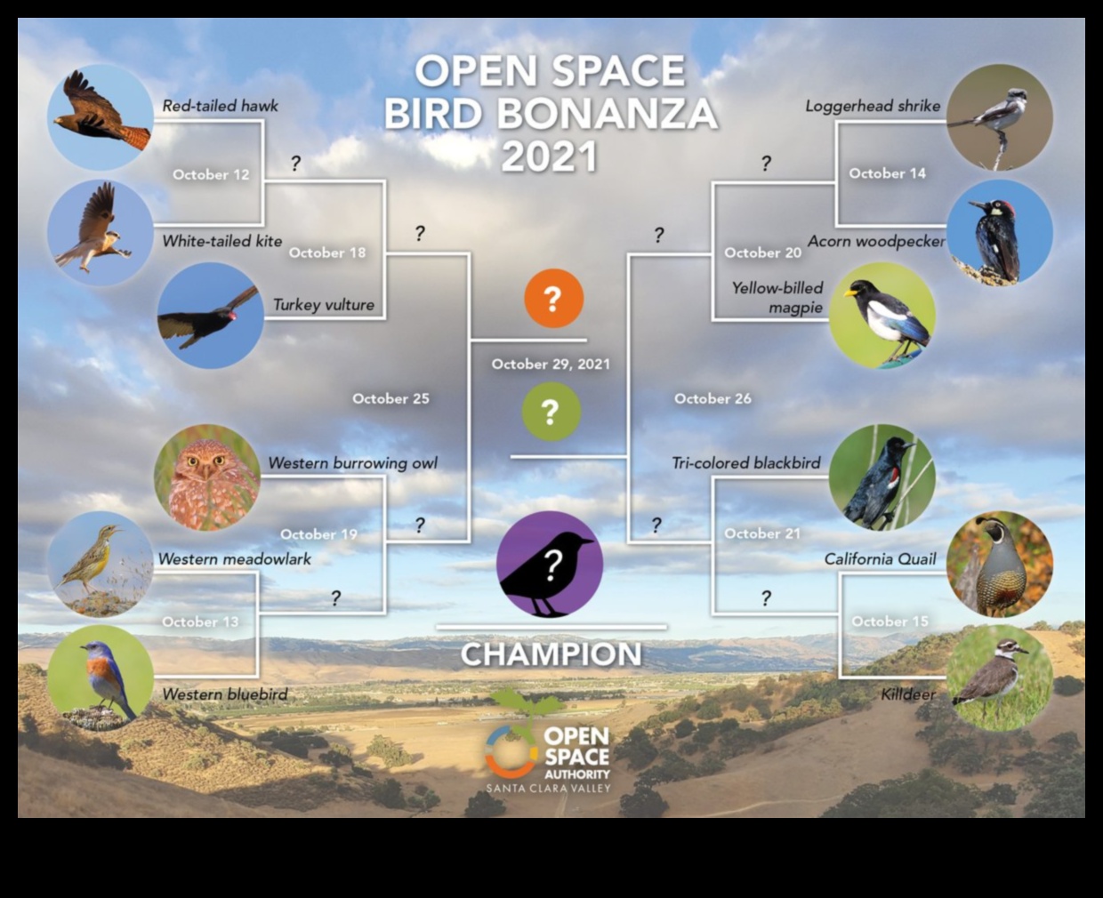 בוננזה לצפרות: אספקת בידור לציפורי מחמד