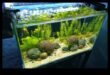 Fish Tank Zen המשך: שילוב אלמנטים טבעיים לשקט
