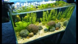 Fish Tank Zen המשך: שילוב אלמנטים טבעיים לשקט