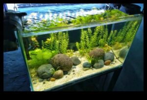 Fish Tank Zen המשך: שילוב אלמנטים טבעיים לשקט