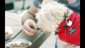 אוכל לכלבים: יצירת חווית ארוחה ידידותית לכלבים