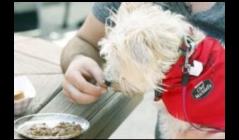 אוכל לכלבים: יצירת חווית ארוחה ידידותית לכלבים