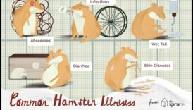 המשך בדיקת בריאות האוגר: ​​איתור סימנים מוקדמים של מחלות