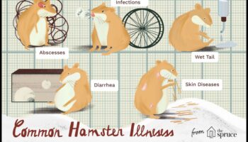 המשך בדיקת בריאות האוגר: ​​איתור סימנים מוקדמים של מחלות