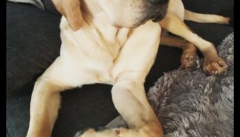 גורים מושלמים עם כפות: הבנת התנהגות כלבים