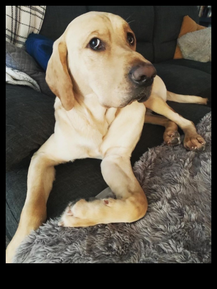 גורים מושלמים עם כפות: הבנת התנהגות כלבים