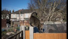 הגנת חיות מחמד לגינה שלך: יצירת מרחב חיצוני בטוח לבעלי חיים