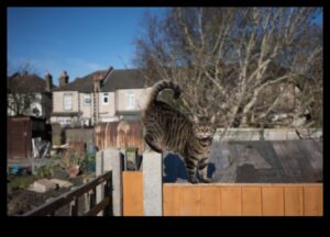 הגנת חיות מחמד לגינה שלך: יצירת מרחב חיצוני בטוח לבעלי חיים