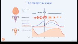 האם תזונה דלת שומן יכולה לתמוך באיזון הורמונלי אצל נשים?