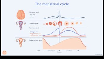האם תזונה דלת שומן יכולה לתמוך באיזון הורמונלי אצל נשים?