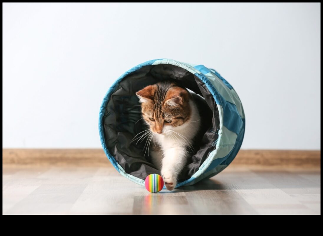 חתול סקרן: עידוד חקר והעשרה