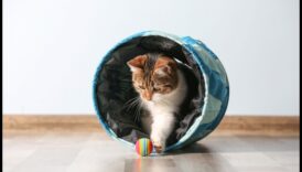 חתול סקרן: עידוד חקר והעשרה