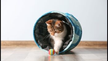 חתול סקרן: עידוד חקר והעשרה