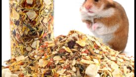 מדריך גורמה לאוגרים: פינוקים תזונתיים וחטיפים