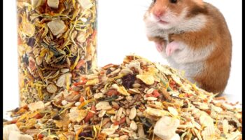 מדריך גורמה לאוגרים: פינוקים תזונתיים וחטיפים