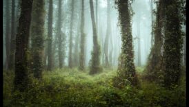 מסגור צמחים כיצד ליישם בסביבה האינדיבידואלי שלך כדי ליצור קטעי וידאו מדהימות 5 מסגור טבעי: שליטה באמנות שילוב הסביבה