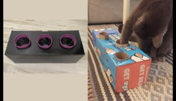 העשרת חתול עשה זאת בעצמך: פעילויות ממריצות לחתול שמח