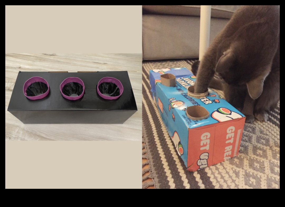 העשרת חתול עשה זאת בעצמך: פעילויות ממריצות לחתול שמח