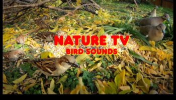 בוננזה לצפרות: אספקת בידור לציפורי מחמד