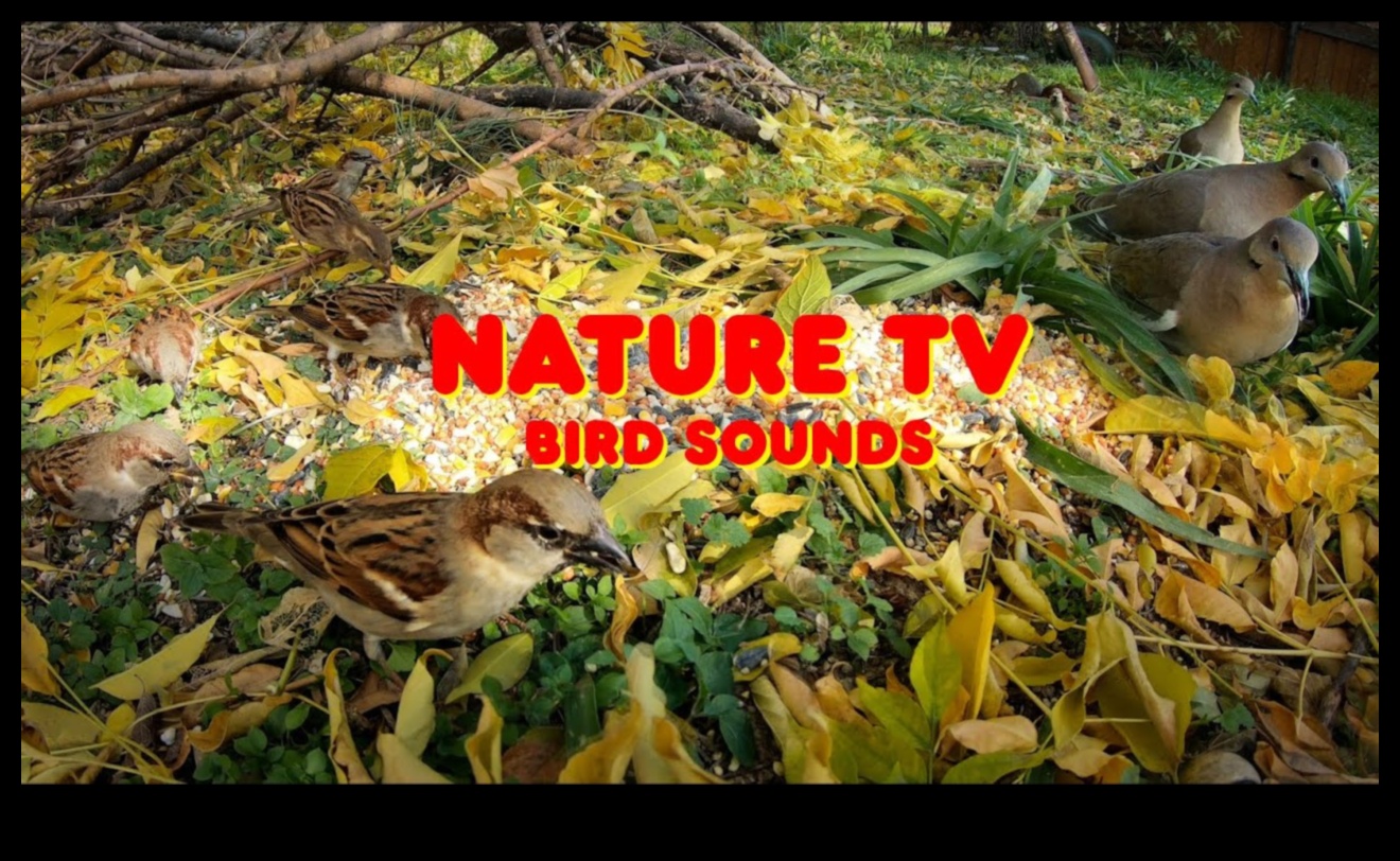 בוננזה לצפרות: אספקת בידור לציפורי מחמד