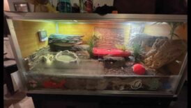 קשקשים וזנבות: בחירת המצע הנכון למתחמי זוחלים