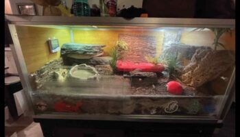 קשקשים וזנבות: בחירת המצע הנכון למתחמי זוחלים