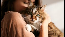 שעון שפם: התבוננות והבנה של אותות שפם חתול