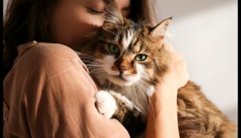 שעון שפם: התבוננות והבנה של אותות שפם חתול