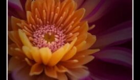 הארה מורכבת: שליטה באמנות האור עם סגנונות צילום מאקרו