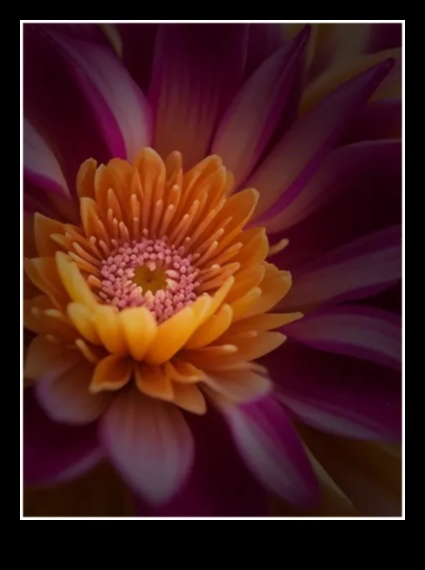 הארה מורכבת: שליטה באמנות האור עם סגנונות צילום מאקרו