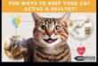 טירוף כושר חתולים: עידוד פעילות גופנית לחתולים